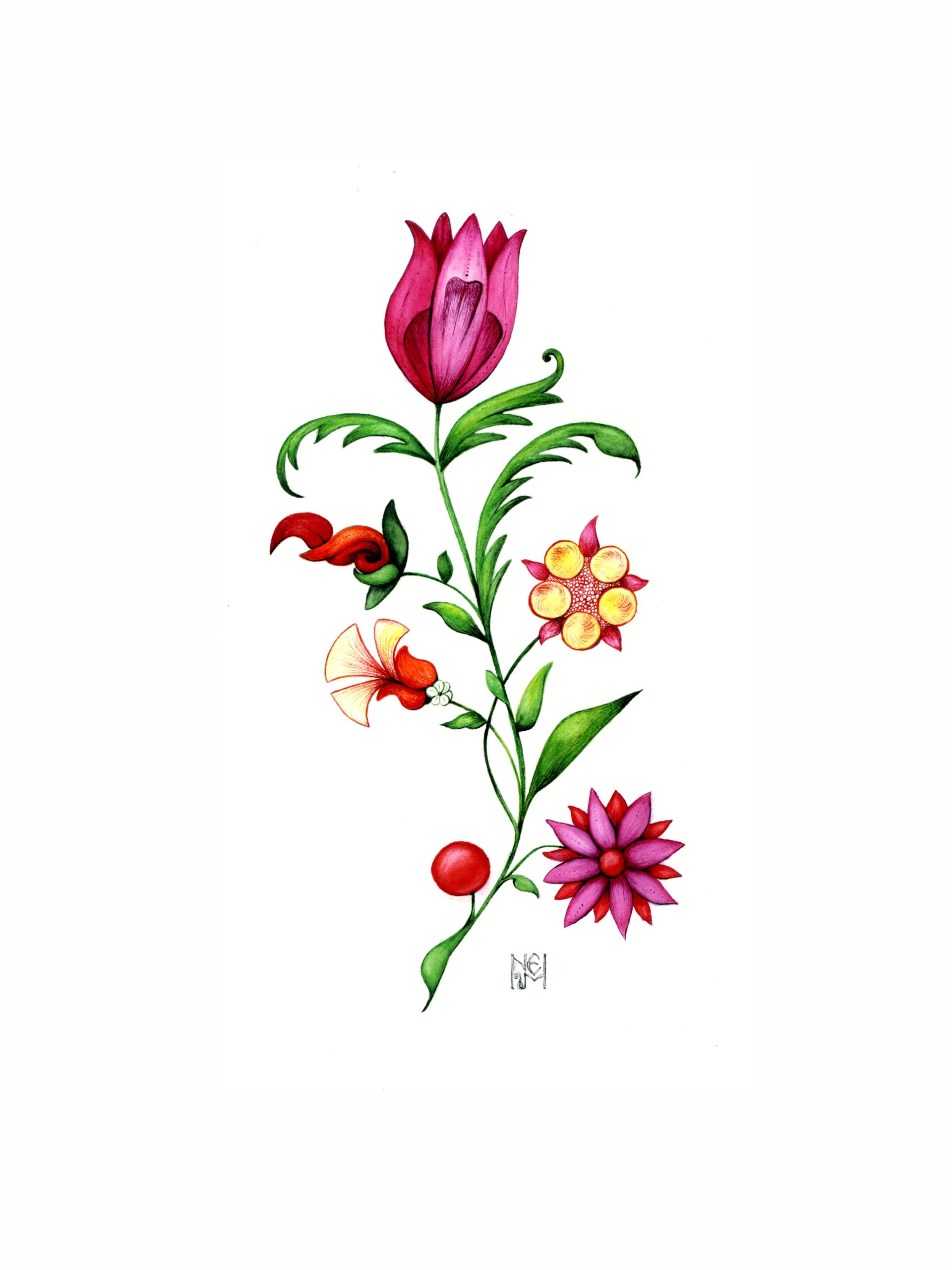 Тюльпан ботаническая акварель